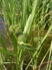 sparganium_erectum
