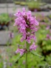 stachys_officinalis
