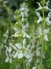 stachys_recta