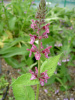stachys_sylvatica