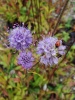 succisa_pratensis0