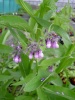 symphytum_officinale