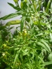 tagetes_minutaa_30_20180116_084021