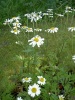 tanacetum_corymbosum_0