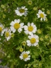 tanacetum_parthenium