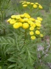 tanacetum_vulgare