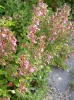 teucrium_chamaedrys