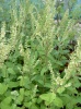 teucrium_scorodonia