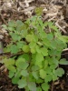 thalictrum_minus