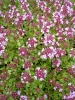 thymus_pulegioides