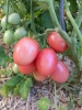 tomate_thai_pink_egg