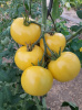 tomate_white_sensation