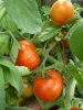 tomate_wuzzywuzzy_3_20150105_164643