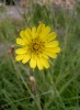 tragopogon_p
