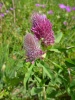 trifolium_rubens