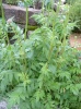 valeriana_officinalis