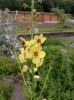 verbascum_blattaria