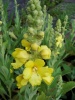 verbascum_densiflorum0
