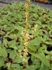 verbascum_nigrum