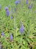 veronica_spicata