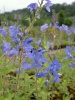 veronica_teucrium