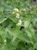 vincetoxicum_hirundinaria