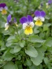 viola_tricolor