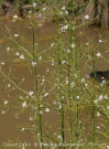 alisma_plantago-aquatica0804_q-w01