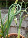allium_etagenknoblauch
