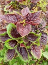 amaranthus_tricolor