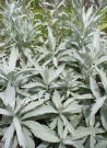 artemisia_ludoviciana_1421172170