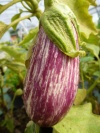 aubergine_listada_de_gandia