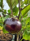 aubergine_obsidian_539484188