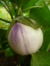 aubergine_rotonda_bianca_sfumata_3_20151215_122225_1483776515