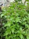 basilikum_lemon_everleaf