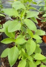 basilikum_thai_lemon