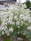 crambe_maritima1