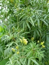 gewuerztagetes