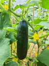 gurke_antalya_362021103