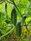 gurke_dekan_1288608212