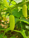 gurke_salt_n_pepper