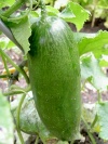 gurke_tanja
