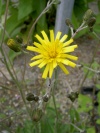 hieracium_murorum