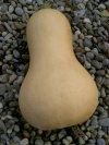 kuerbis_butternut
