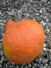 kuerbis_red_kuri