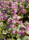 lamium_macul