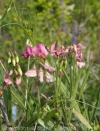 lathyrus-silvestris_