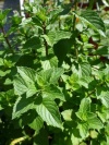 mentha_pip_multimentha_a_25_20190114_143613
