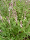 ocimum_african_green