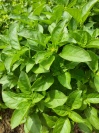 ocimum_provence_1961180426